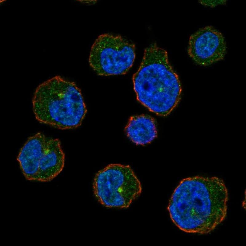 CENPJ Antibody Immunocytochemistry/Immunofluorescence: CENPJ Antibody [NBP3-24733]