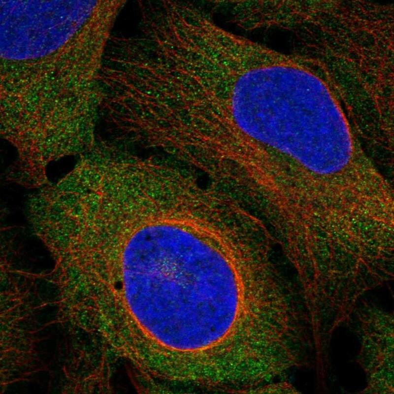 CEP57 Antibody Immunocytochemistry/Immunofluorescence: CEP57 Antibody [NBP3-24735]