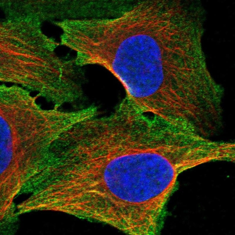 CFAP97D1 Antibody Immunocytochemistry/Immunofluorescence: CFAP97D1 Antibody [NBP3-24737]