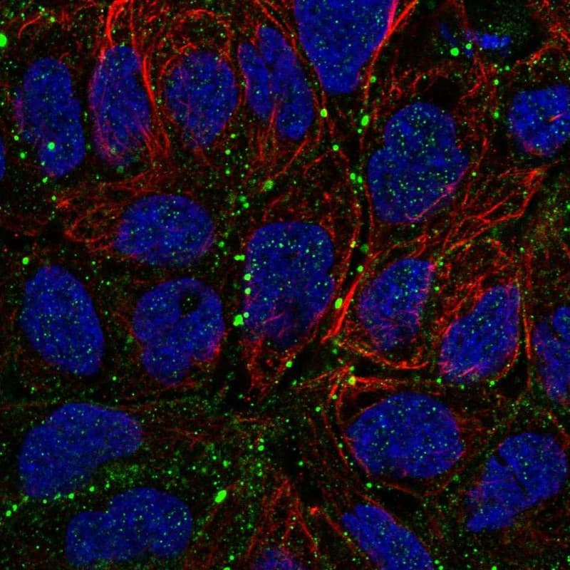 Claudin-23 Antibody Immunocytochemistry/Immunofluorescence: Claudin-23 Antibody [NBP3-24747]