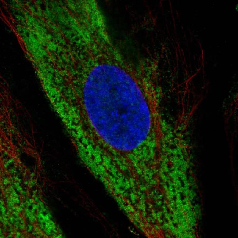 COL1A2 Antibody Immunocytochemistry/Immunofluorescence: COL1A2 Antibody [NBP3-24755]