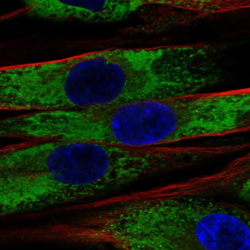 COL1A2 Antibody Immunocytochemistry/Immunofluorescence: COL1A2 Antibody [NBP3-24756]