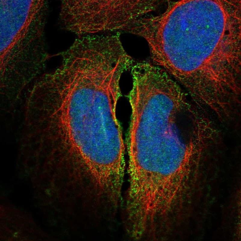 Connexin 45/GJC1 Antibody Immunocytochemistry/Immunofluorescence: Connexin 45/GJC1 Antibody [NBP3-24760]