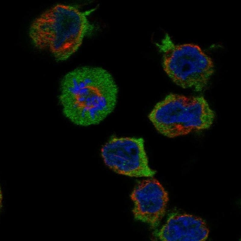 CPNE9 Antibody Immunocytochemistry/Immunofluorescence: CPNE9 Antibody [NBP3-24763]