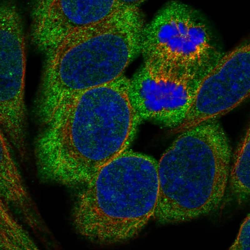 CSMD3 Antibody Immunocytochemistry/Immunofluorescence: CSMD3 Antibody [NBP3-24767]