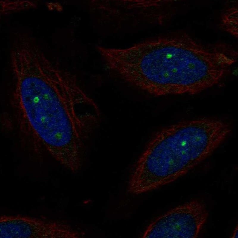 Cyclin-O Antibody Immunocytochemistry/Immunofluorescence: Cyclin-O Antibody [NBP3-24771]