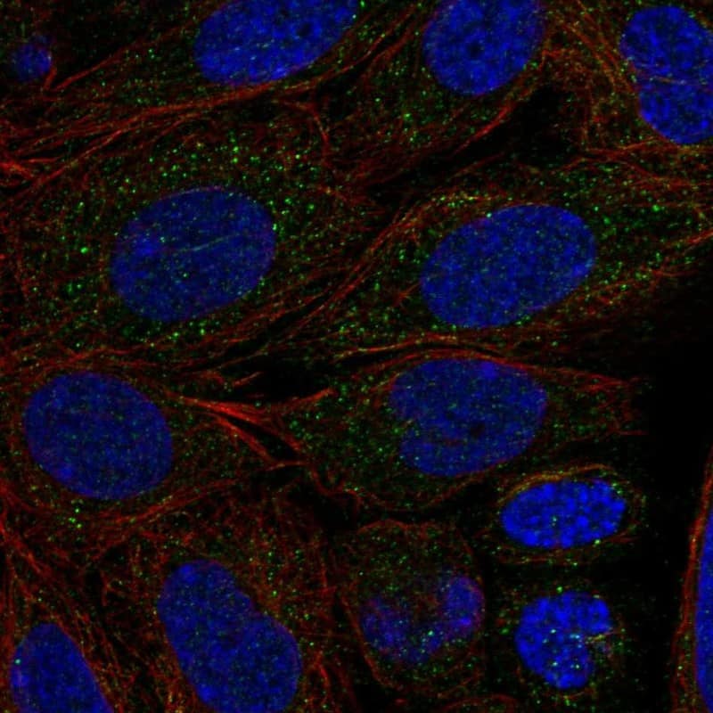 Cytochrome P450 2C18 Antibody Immunocytochemistry/Immunofluorescence: Cytochrome P450 2C18 Antibody [NBP3-24775]