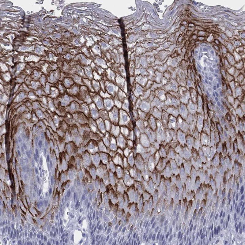 Dermokine beta Antibody Immunohistochemistry-Paraffin: Dermokine beta Antibody [NBP3-24785]