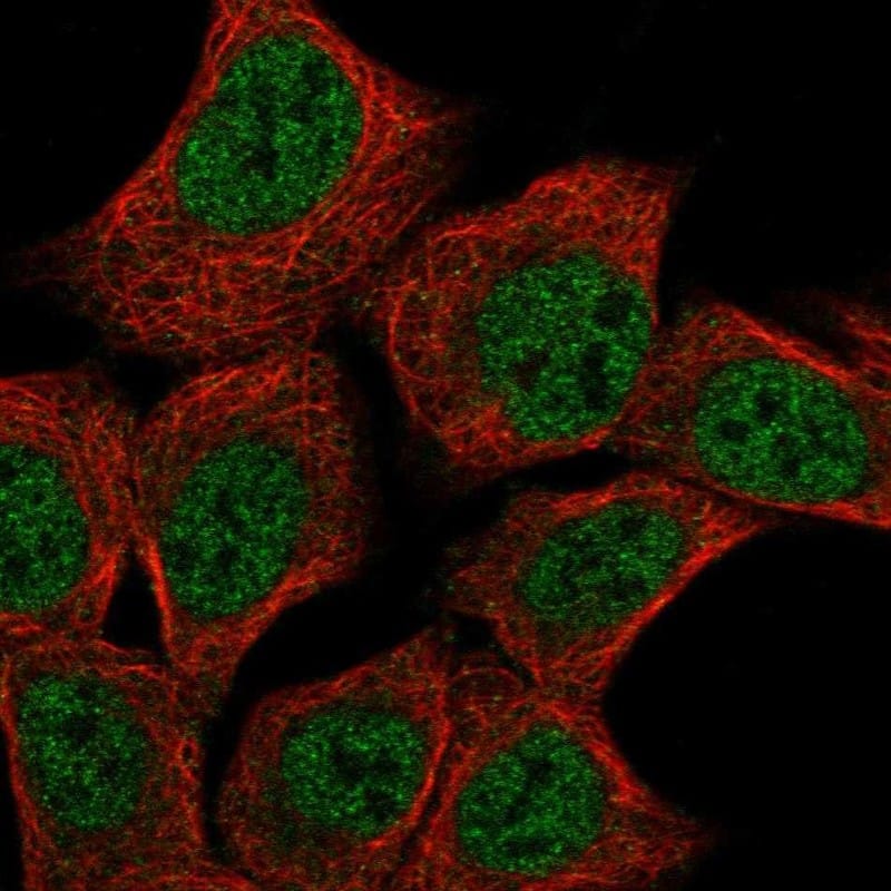 Dnd1 Antibody Immunocytochemistry/Immunofluorescence: Dnd1 Antibody [NBP3-24796]