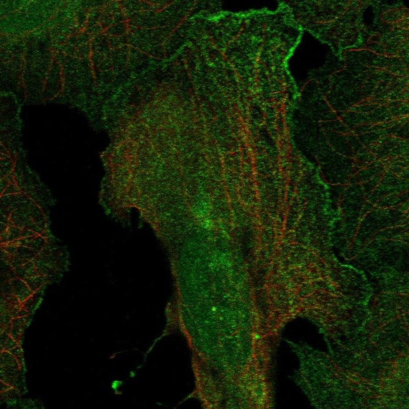 Dopamine Receptor D4 Antibody Immunocytochemistry/Immunofluorescence: Dopamine Receptor D4 Antibody [NBP3-24797]