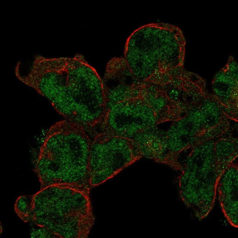 DRAK2 Antibody Immunocytochemistry/Immunofluorescence: DRAK2 Antibody [NBP3-24802]