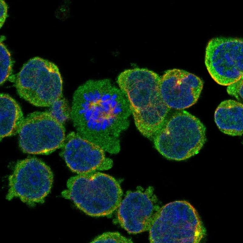 ECM2 Antibody Immunocytochemistry/Immunofluorescence: ECM2 Antibody [NBP3-24808]