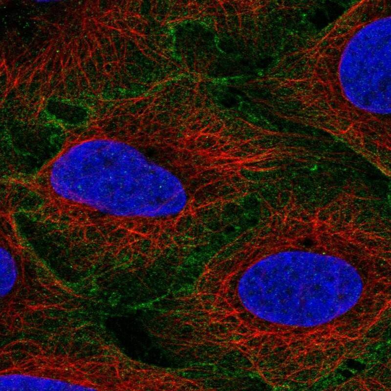 EDIL3/DEL1 Antibody Immunocytochemistry/Immunofluorescence: EDIL3/DEL1 Antibody [NBP3-24809]