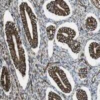 RALGPS1 Antibody Immunohistochemistry-Paraffin: RALGPS1 Antibody [NBP3-24811]