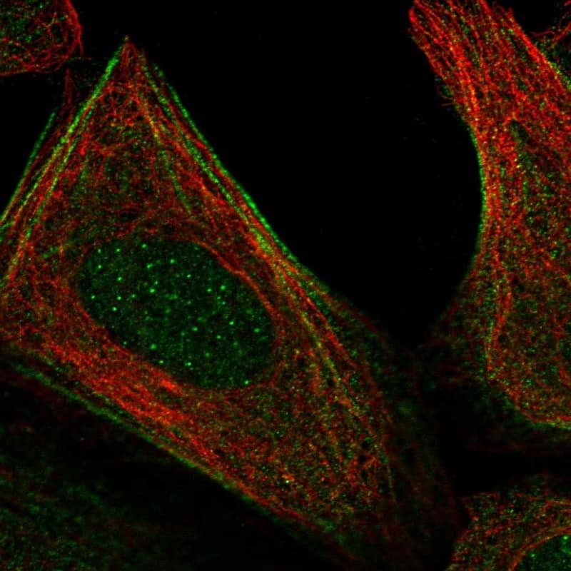 ELMOD2 Antibody Immunocytochemistry/Immunofluorescence: ELMOD2 Antibody [NBP3-24815]