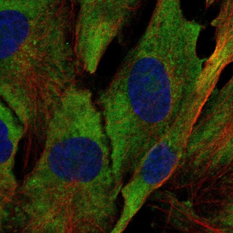 RPL34 Antibody Immunocytochemistry/Immunofluorescence: RPL34 Antibody [NBP3-24820]