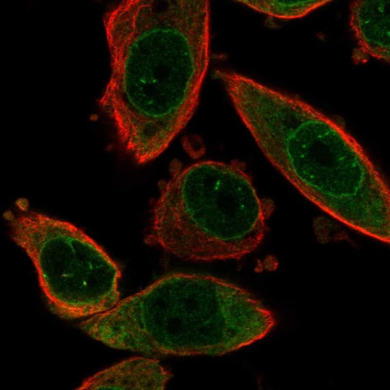 FAM120C Antibody Immunocytochemistry/Immunofluorescence: FAM120C Antibody [NBP3-24826]