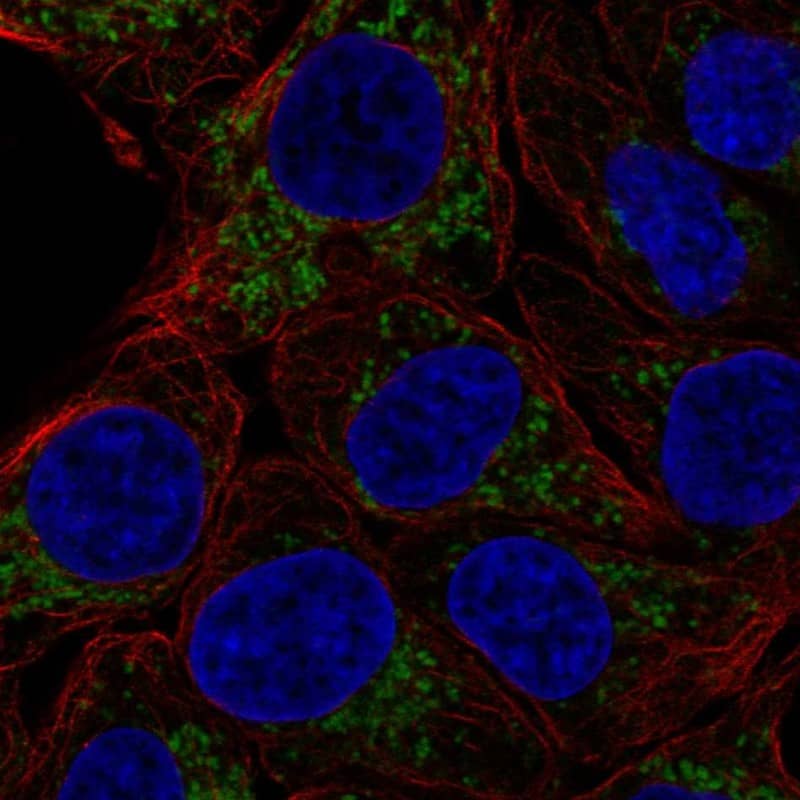 FAM162A Antibody Immunocytochemistry/Immunofluorescence: FAM162A Antibody [NBP3-24827]