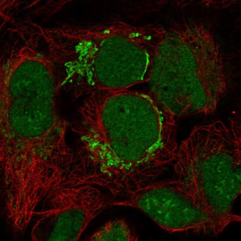 FAM171B Antibody Immunocytochemistry/Immunofluorescence: FAM171B Antibody [NBP3-24828]