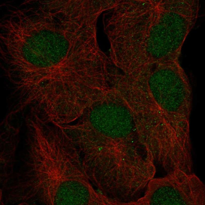 FAM228A Antibody Immunocytochemistry/Immunofluorescence: FAM228A Antibody [NBP3-24833]