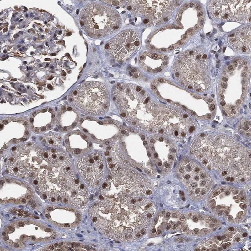 FAM35A Antibody Immunohistochemistry-Paraffin: FAM35A Antibody [NBP3-24834]