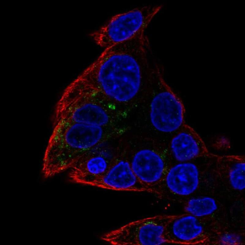 FAM45A Antibody Immunocytochemistry/Immunofluorescence: FAM45A Antibody [NBP3-24835]