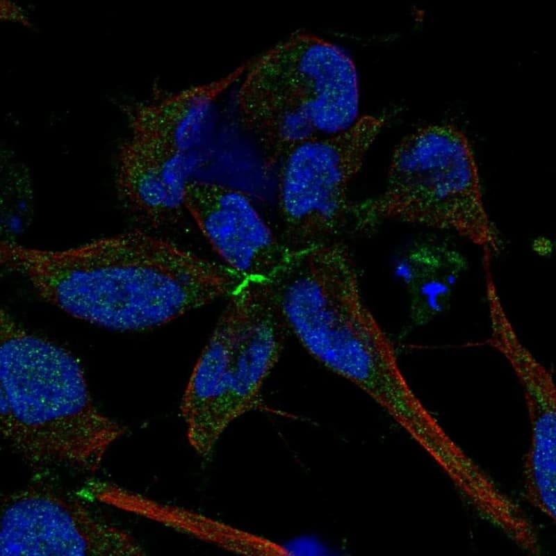 FAT3 Antibody Immunocytochemistry/Immunofluorescence: FAT3 Antibody [NBP3-24841]