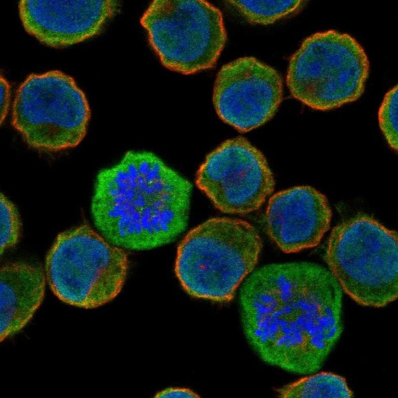 FFAR1/GPR40 Antibody Immunocytochemistry/Immunofluorescence: FFAR1/GPR40 Antibody [NBP3-24846]