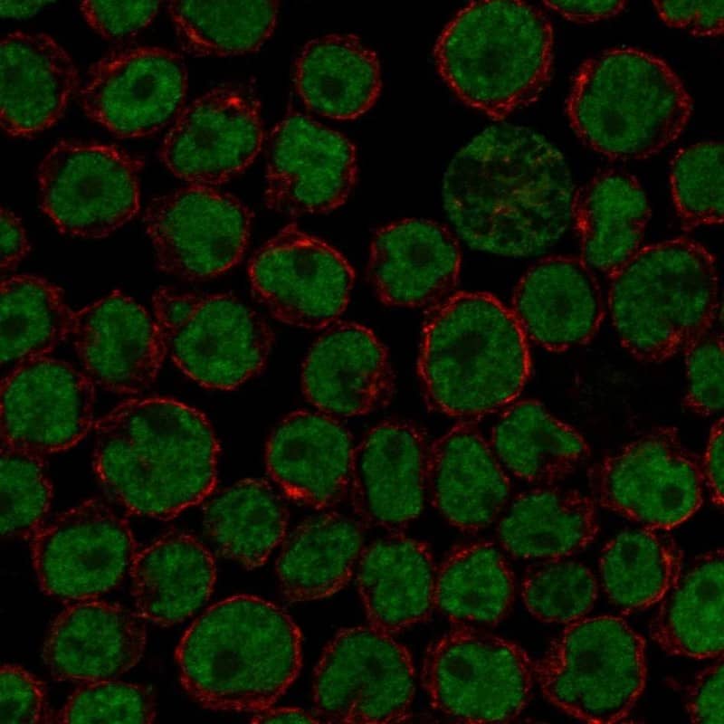 FIP1L1 Antibody Immunocytochemistry/Immunofluorescence: FIP1L1 Antibody [NBP3-24848]