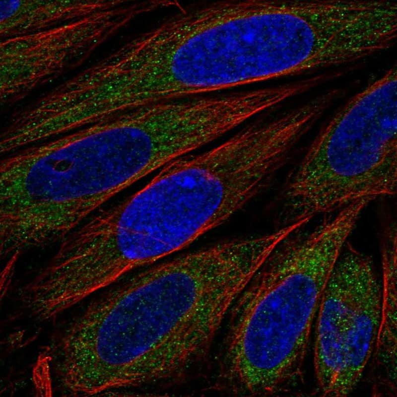 FKBP6 Antibody Immunocytochemistry/Immunofluorescence: FKBP6 Antibody [NBP3-24850]