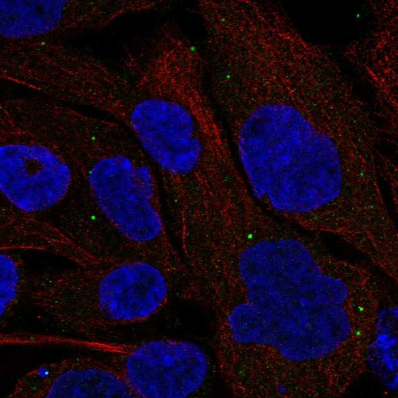 Gasdermin-C Antibody Immunocytochemistry/Immunofluorescence: Gasdermin-C Antibody [NBP3-24862]