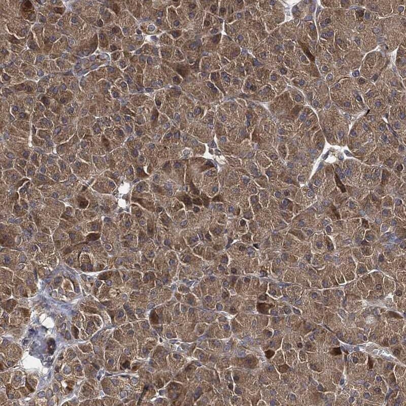 GBL Antibody Immunohistochemistry-Paraffin: GBL Antibody [NBP3-24863]