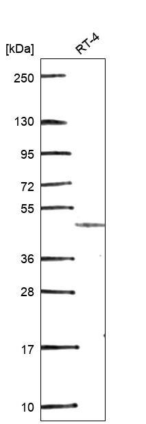 GDF-7/BMP-12 Antibody Western Blot: GDF-7/BMP-12 Antibody [NBP3-24864]
