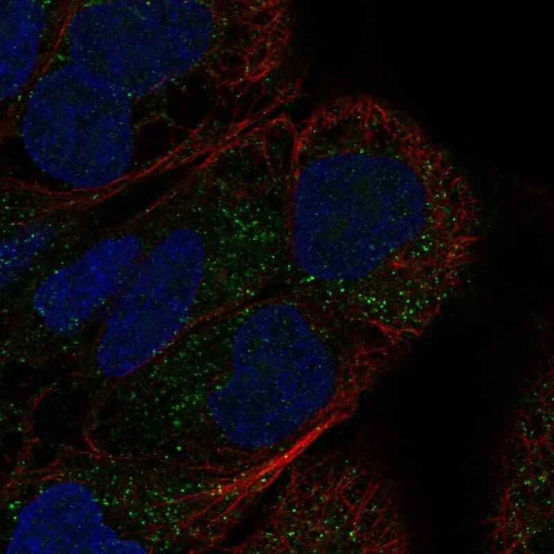 GDF-7/BMP-12 Antibody Immunocytochemistry/Immunofluorescence: GDF-7/BMP-12 Antibody [NBP3-24864]