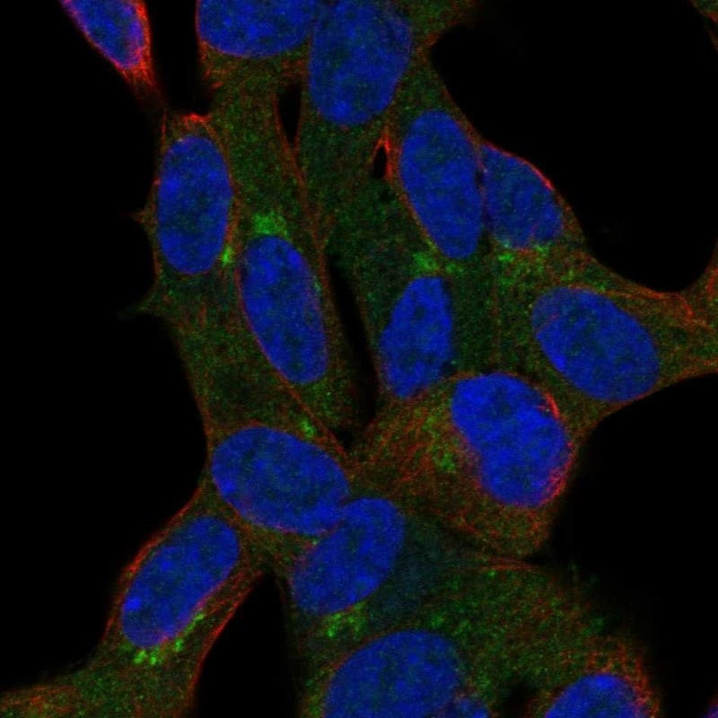 GGN Antibody Immunocytochemistry/Immunofluorescence: GGN Antibody [NBP3-24865]