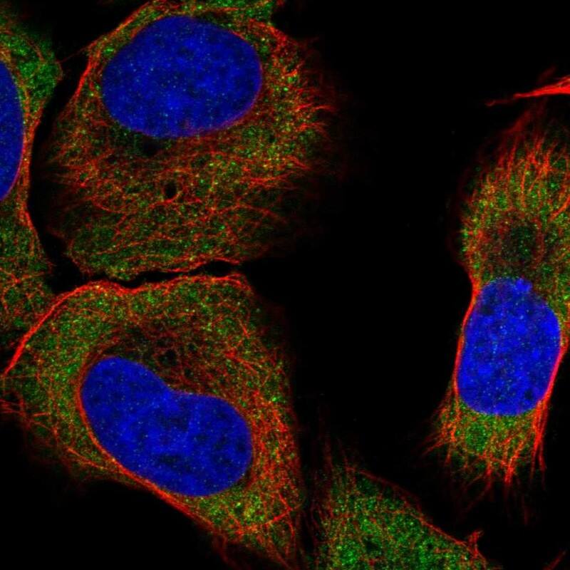 GKAP/DLGAP1 Antibody Immunocytochemistry/Immunofluorescence: GKAP/DLGAP1 Antibody [NBP3-24868]