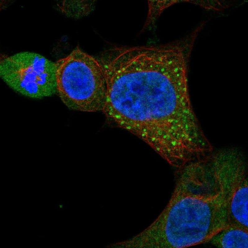 GLT8D3 Antibody Immunocytochemistry/Immunofluorescence: GLT8D3 Antibody [NBP3-24870]