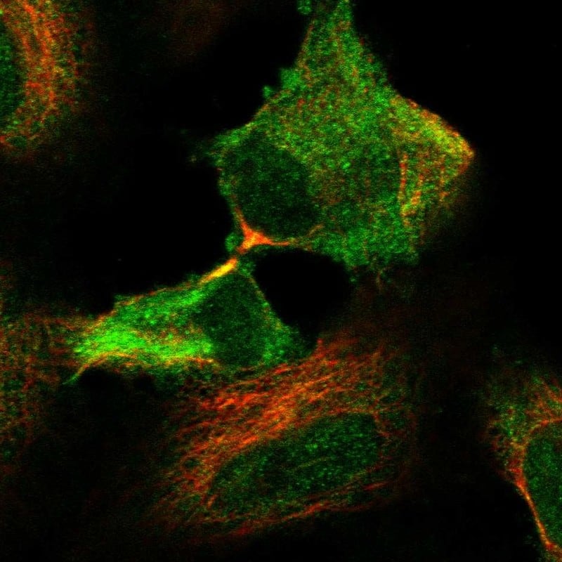 Glutathione Peroxidase 2/GPX2 Antibody Immunocytochemistry/Immunofluorescence: Glutathione Peroxidase 2/GPX2 Antibody [NBP3-24874]