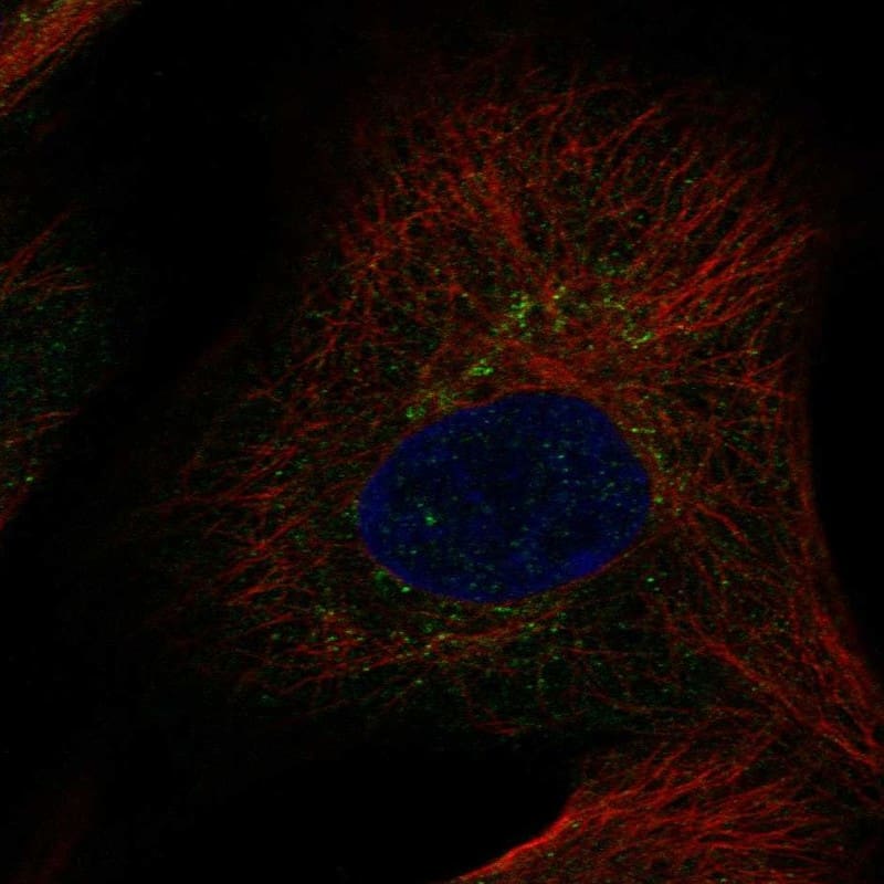 Glypican 6 Antibody Immunocytochemistry/Immunofluorescence: Glypican 6 Antibody [NBP3-24878]