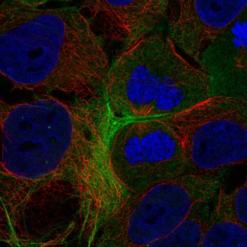 GPR148 Antibody Immunocytochemistry/Immunofluorescence: GPR148 Antibody [NBP3-24882]