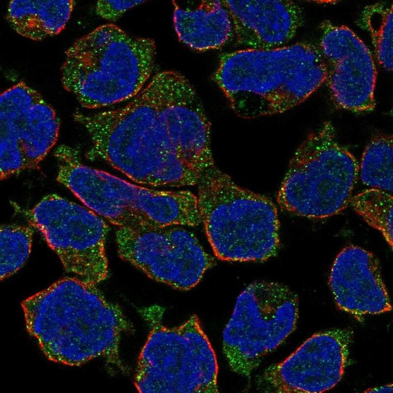 GPR174 Antibody Immunocytochemistry/Immunofluorescence: GPR174 Antibody [NBP3-24884]