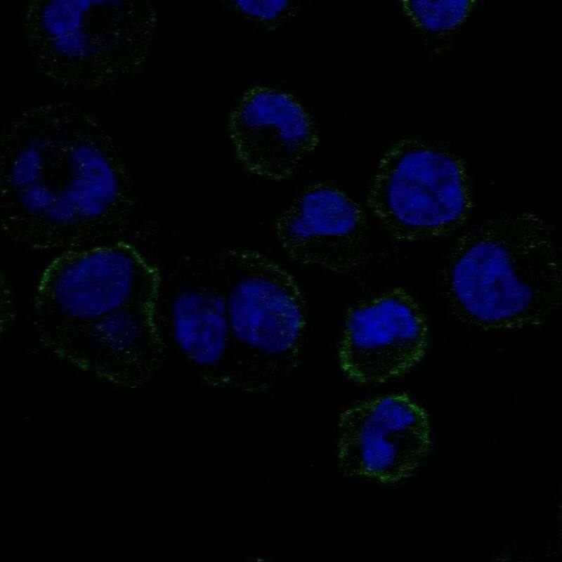 GPVI Antibody Immunocytochemistry/Immunofluorescence: GPVI Antibody [NBP3-24885]