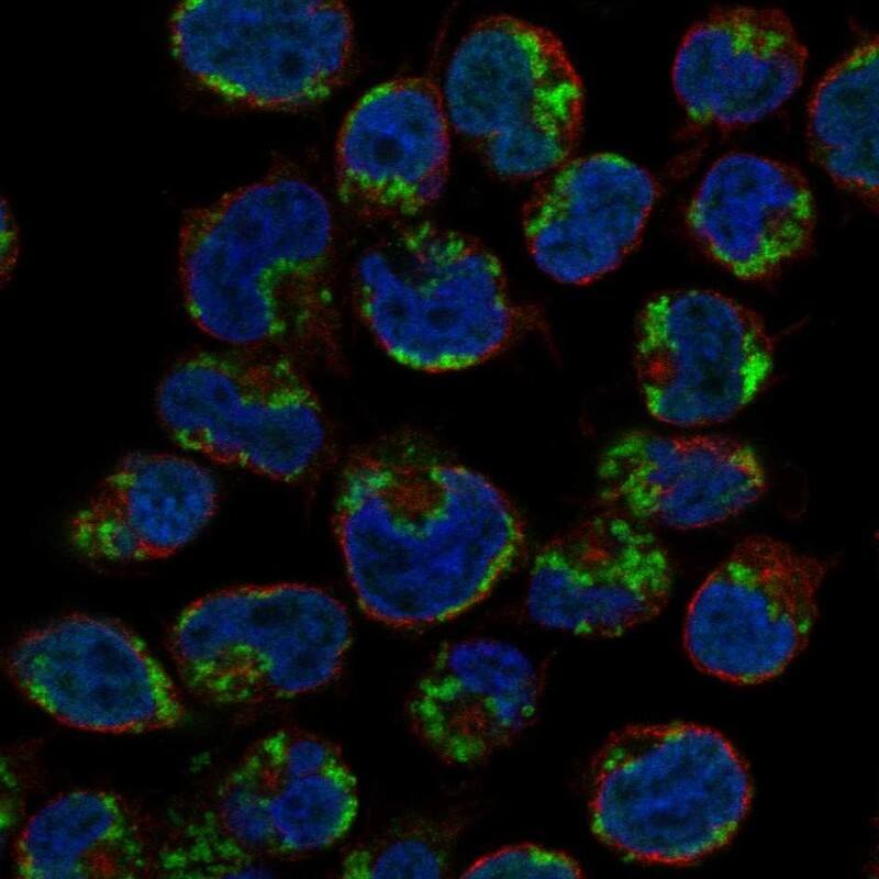 Granzyme K Antibody Immunocytochemistry/Immunofluorescence: Granzyme K Antibody [NBP3-24886]