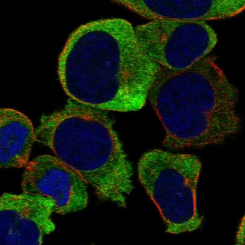 Guanylyl Cyclase beta 1 Antibody Immunocytochemistry/Immunofluorescence: Guanylyl Cyclase beta 1 Antibody [NBP3-24889]