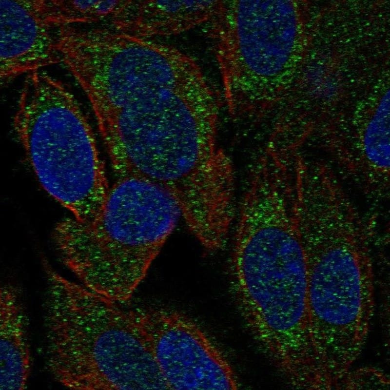 HARS2 Antibody Immunocytochemistry/Immunofluorescence: HARS2 Antibody [NBP3-24892]