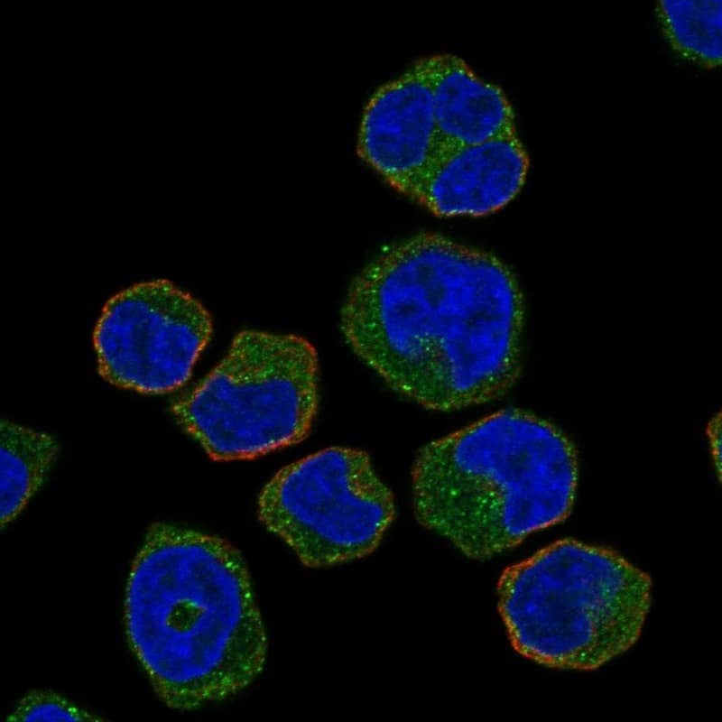 Hck Antibody Immunocytochemistry/Immunofluorescence: Hck Antibody [NBP3-24893]