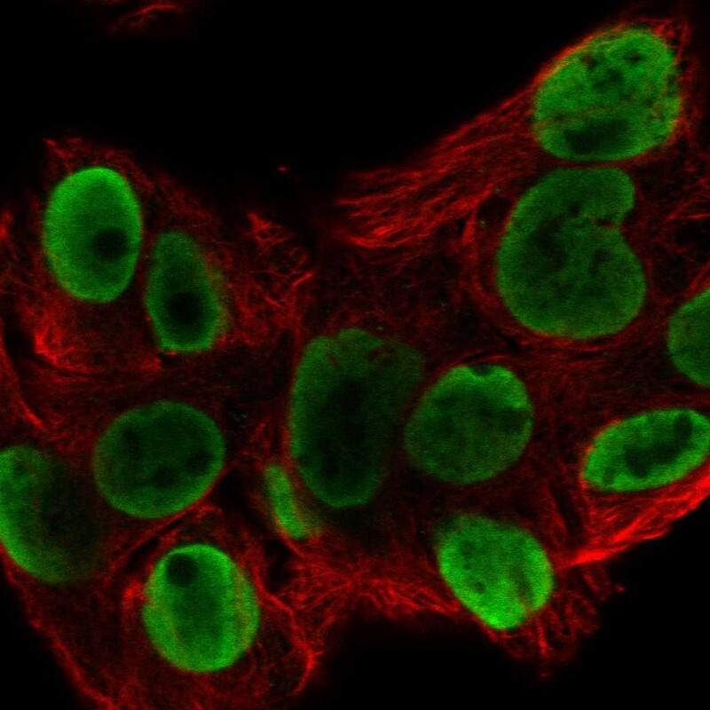 Heterogeneous Nuclear Ribonucleoprotein (A1-like) Antibody Immunocytochemistry/Immunofluorescence: Heterogeneous Nuclear Ribonucleoprotein (A1-like) Antibody [NBP3-24897]