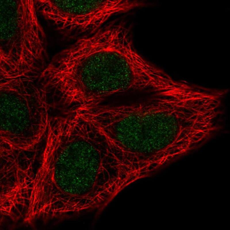 HIST3H3 Antibody Immunocytochemistry/Immunofluorescence: HIST3H3 Antibody [NBP3-24898]