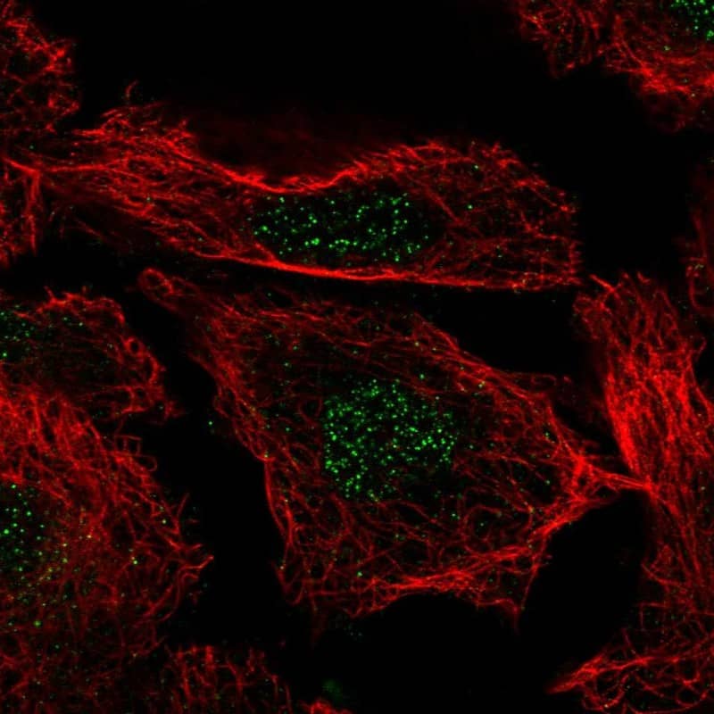 Histone H3.3B Antibody Immunocytochemistry/Immunofluorescence: Histone H3.3B Antibody [NBP3-24899]