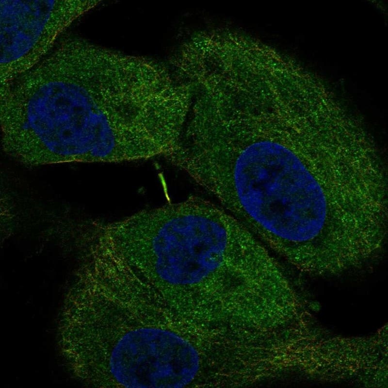 HN1 Antibody Immunocytochemistry/Immunofluorescence: HN1 Antibody [NBP3-24900]